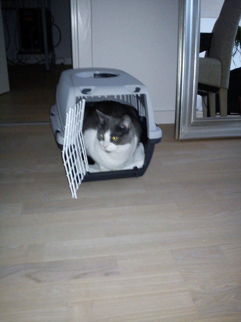 Huskat Minni - Så var transportkassen ikke så farlig alligevel billede 3