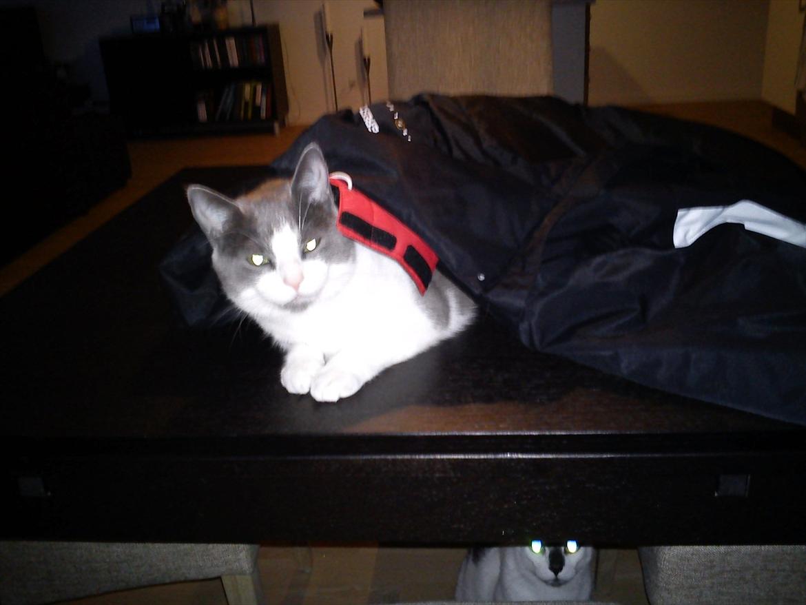 Huskat Minni billede 4