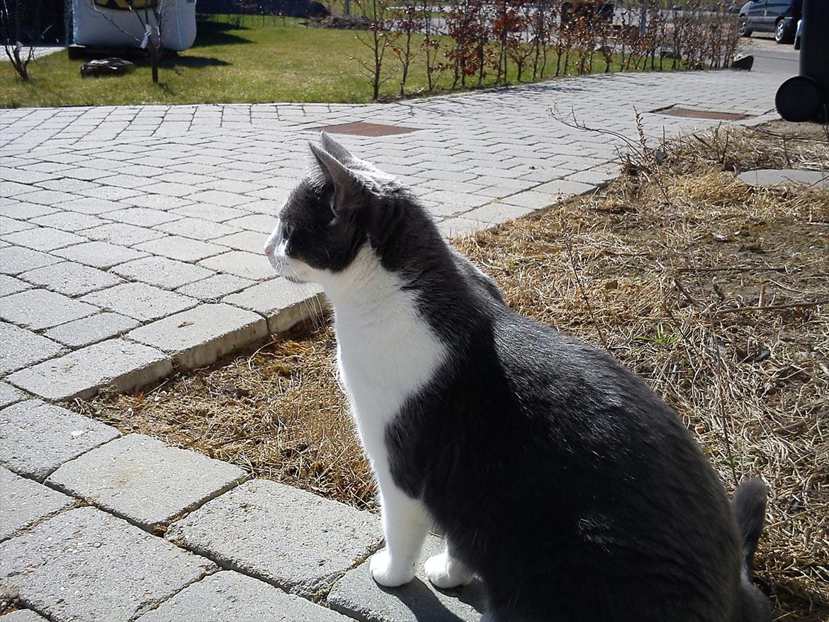 Huskat Minni - Dronning Minni billede 5