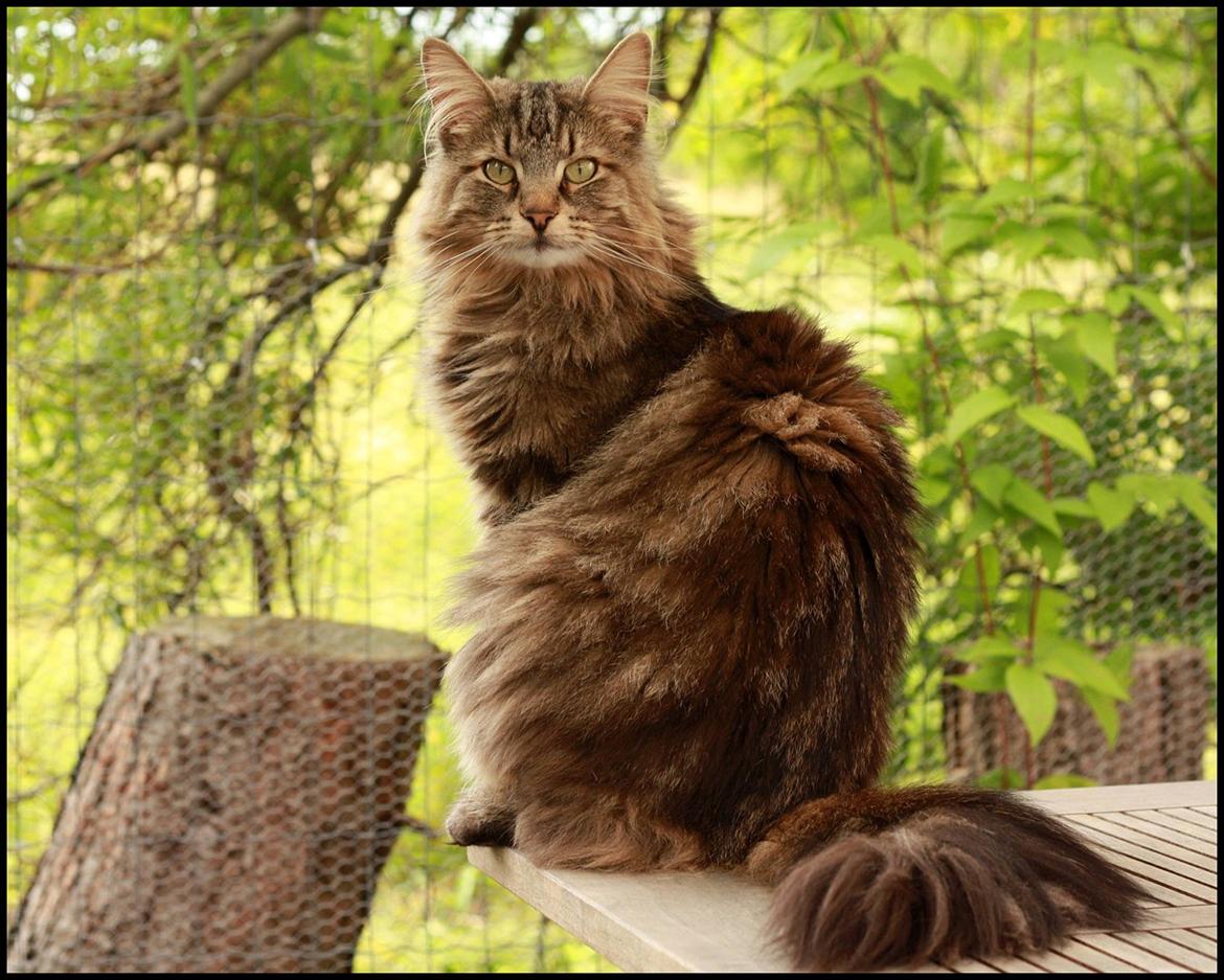 Norsk Skovkat DK SHAGGYTAIL'S YAHOO GIZMO - Smukke dreng i skønne omgivelser  billede 3