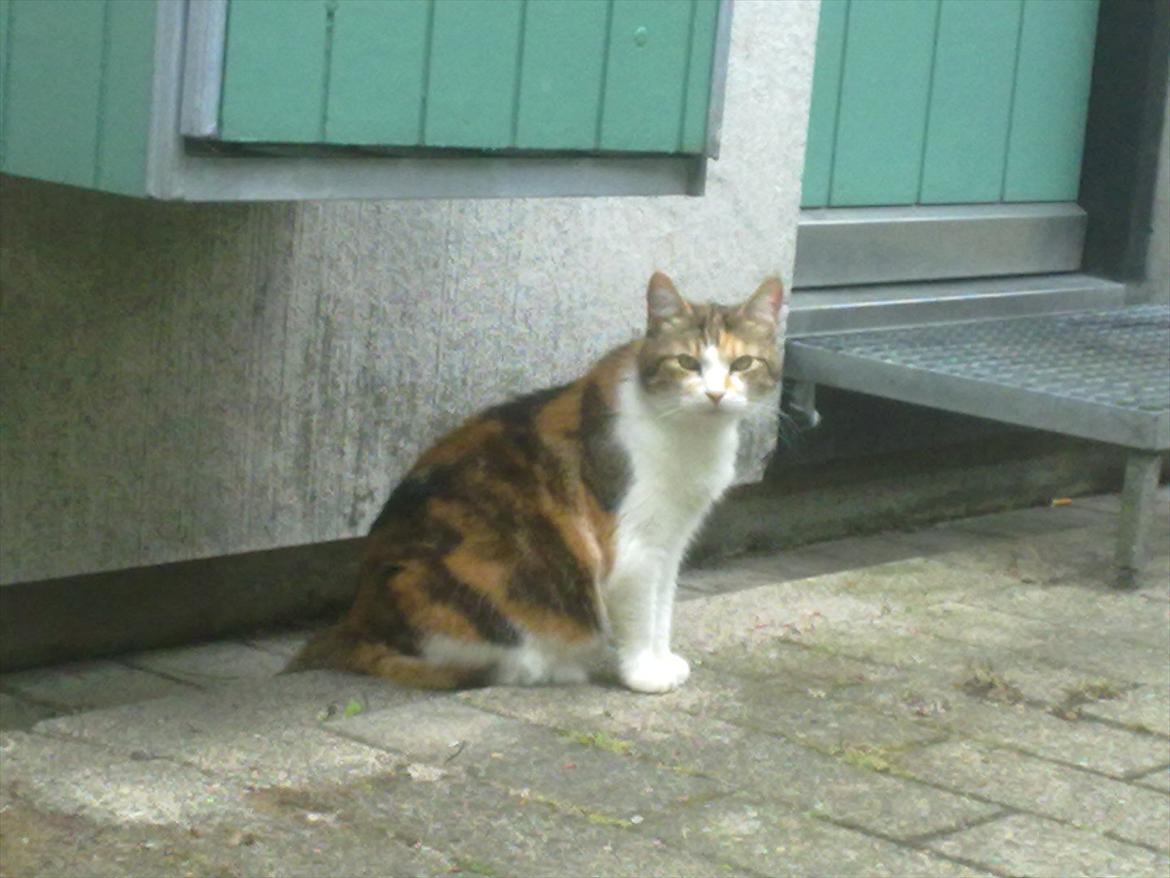 Huskat Miss MAXI  1999-2019 - På sin faste plads.  billede 9