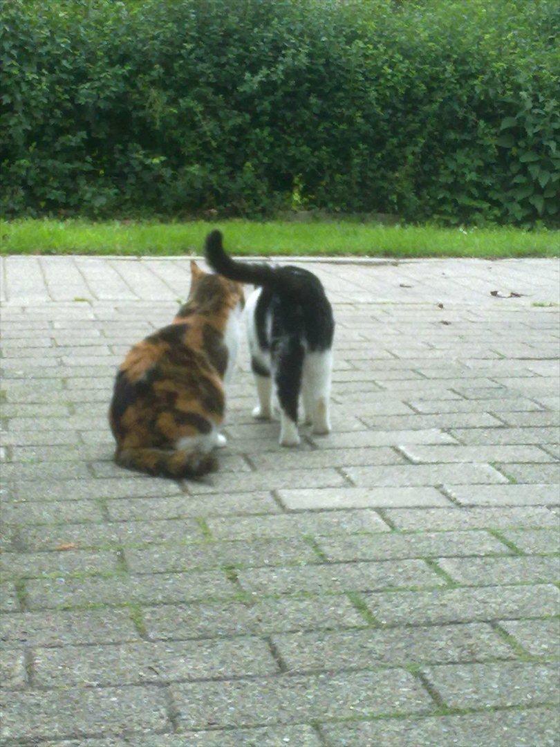 Huskat Miss MAXI  1999-2019 - med sin datter. billede 10