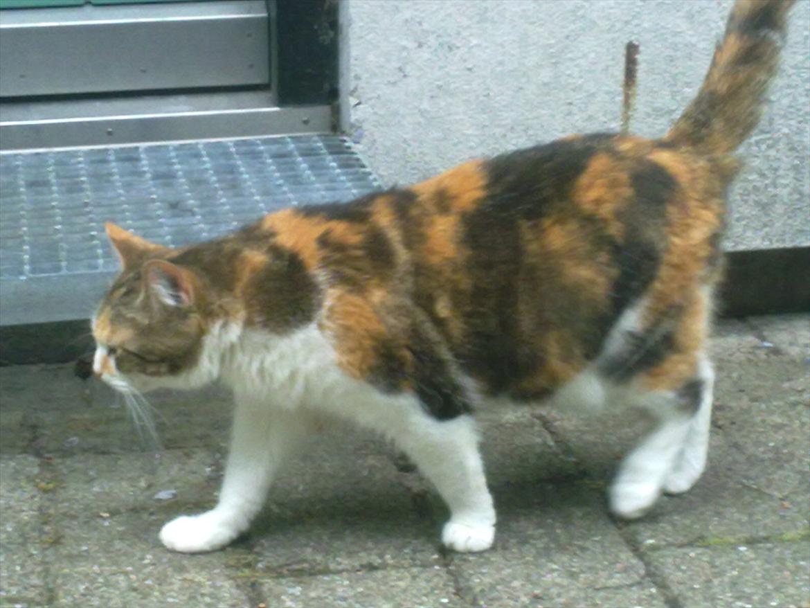 Huskat Miss MAXI  1999-2019 - hun er da smuk...  billede 11