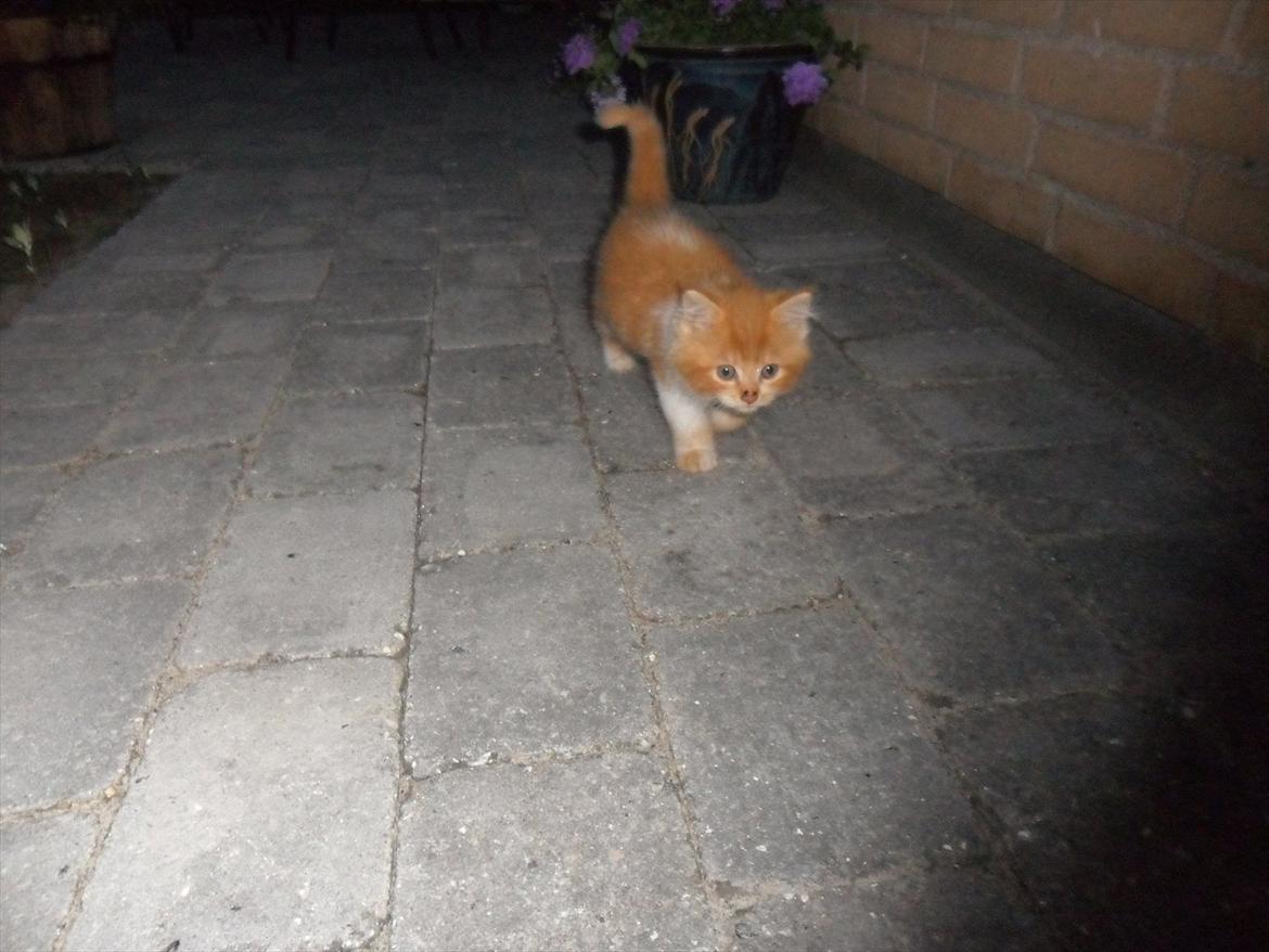 Maine Coon Oliver billede 9
