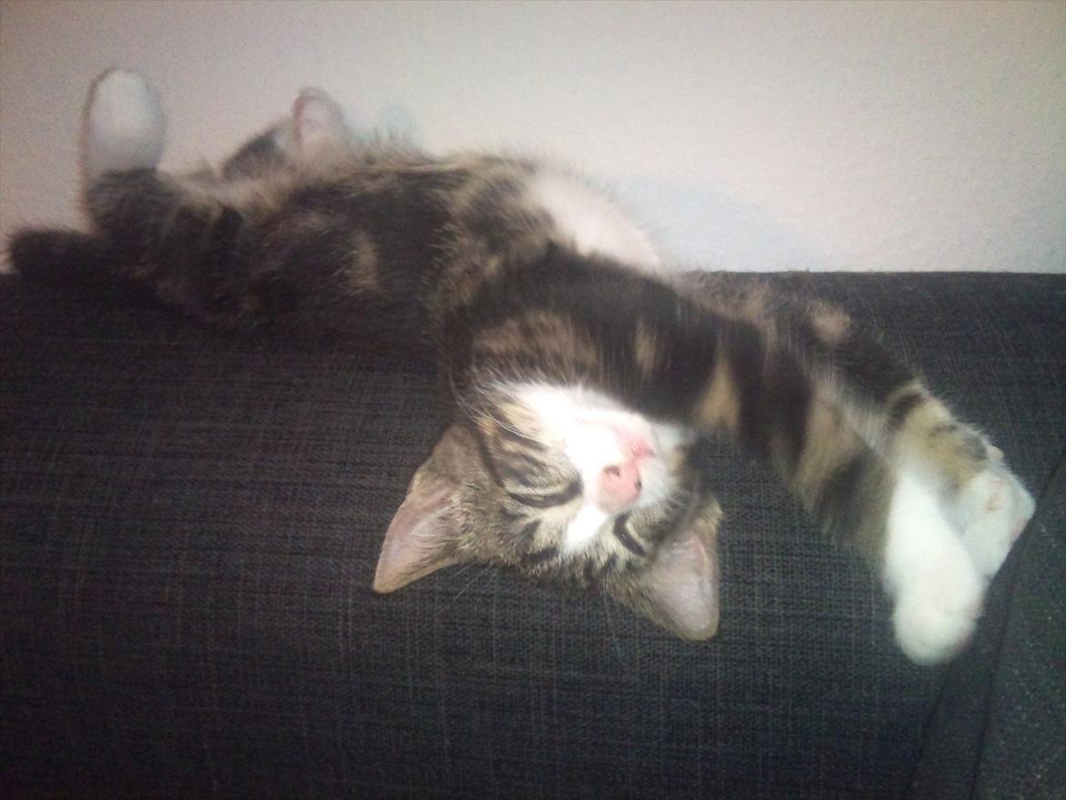 Blanding af racer Chico  billede 10