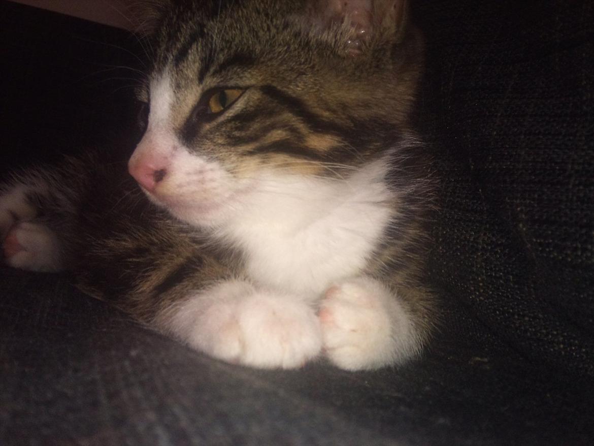 Blanding af racer Chico  billede 11