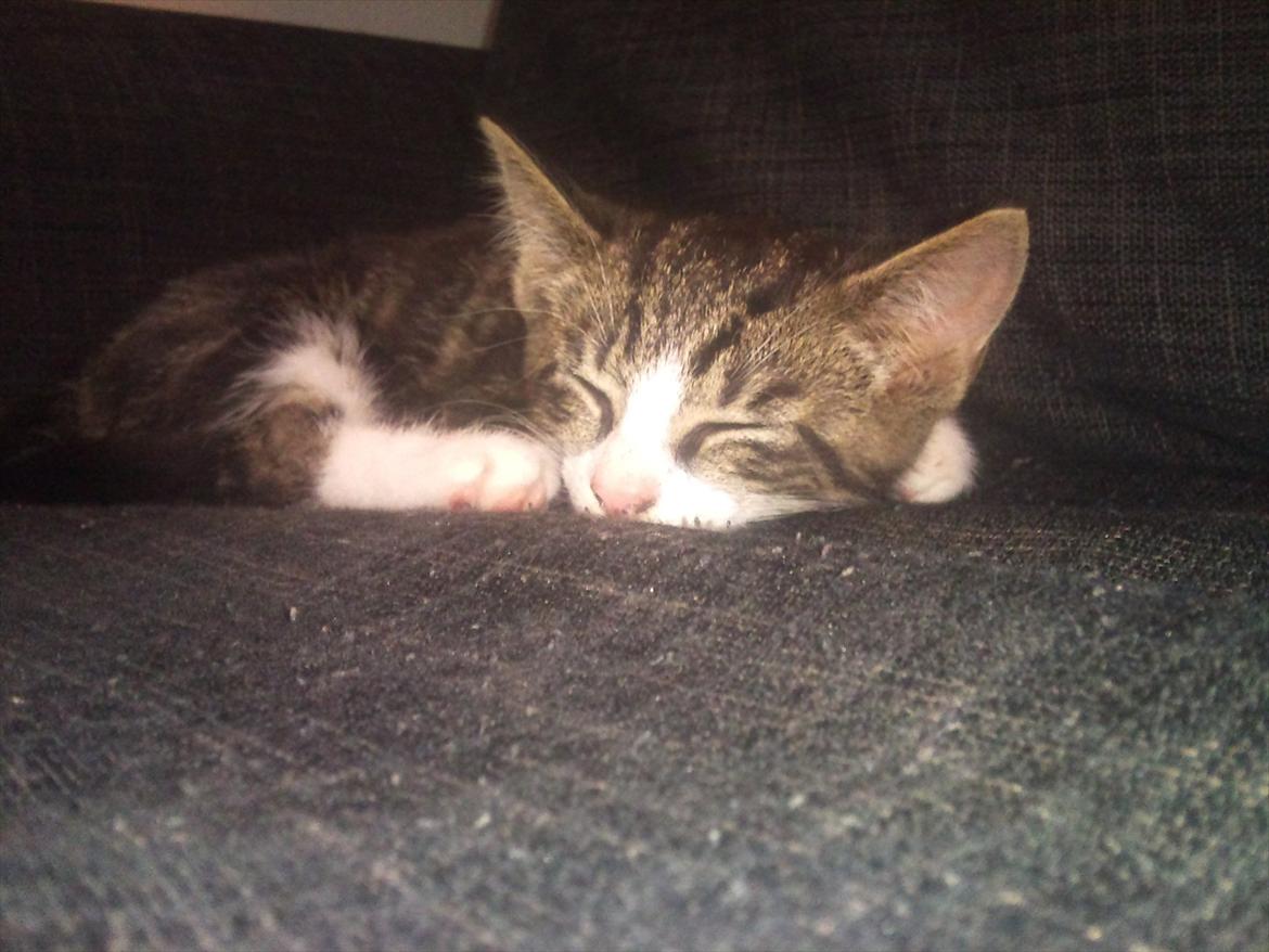 Blanding af racer Chico  billede 13