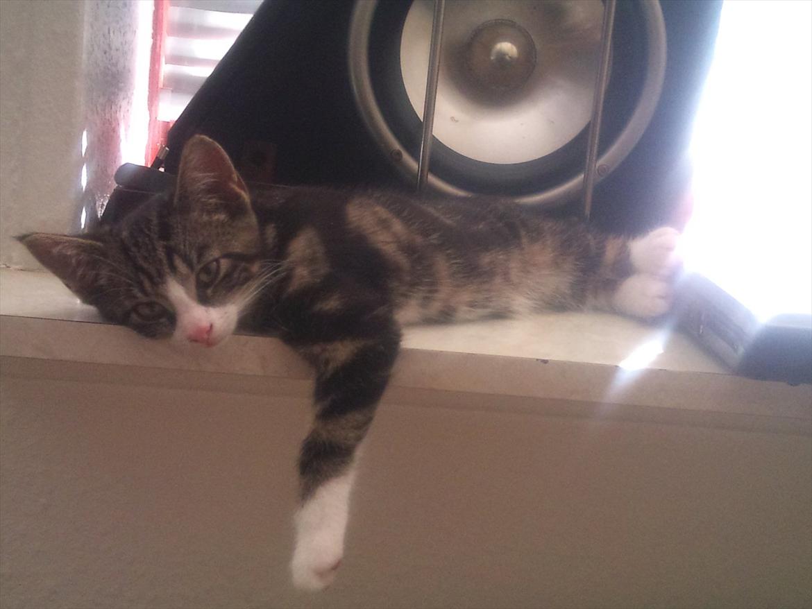 Blanding af racer Chico  billede 14