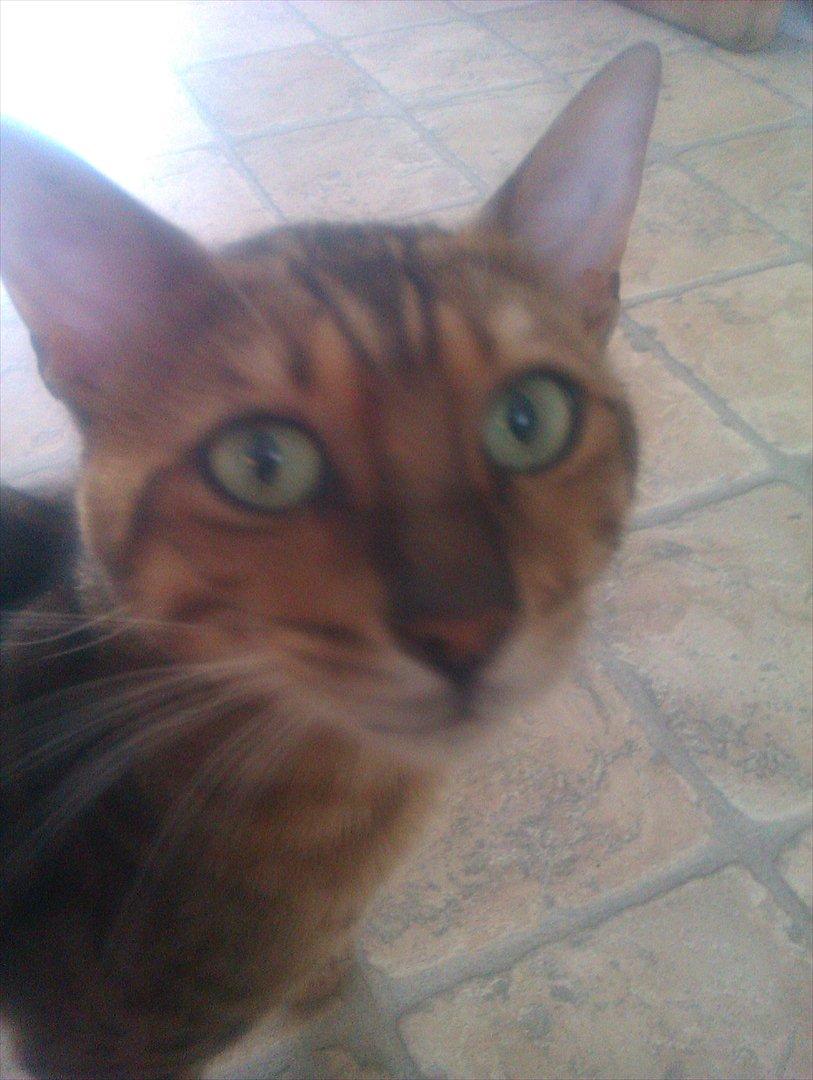 Bengal Barranco (Bailey) billede 20