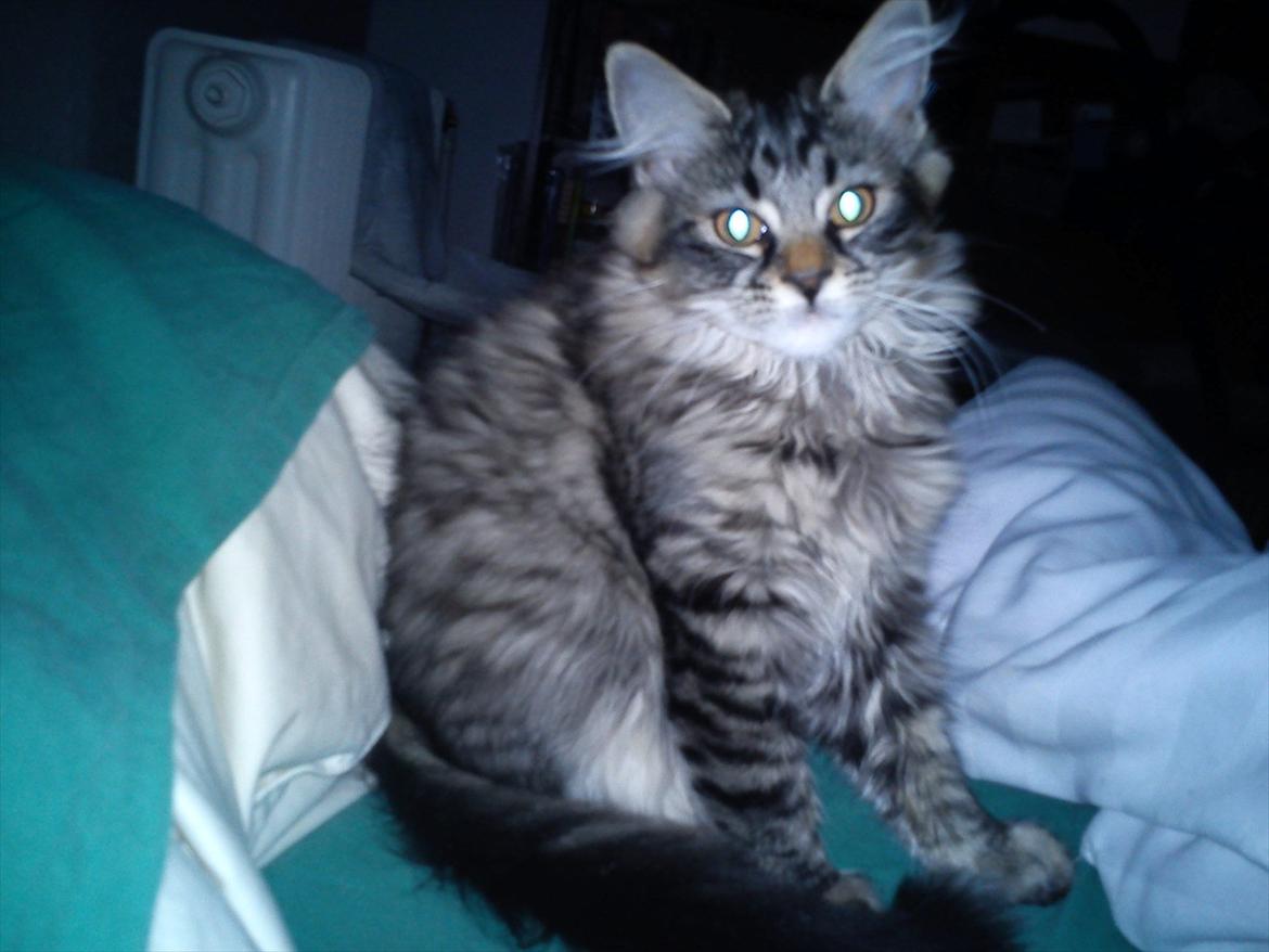 Blanding af racer Mille - Hun elsker at lege i sengen, og det bedste er at "fange" mit hår billede 1