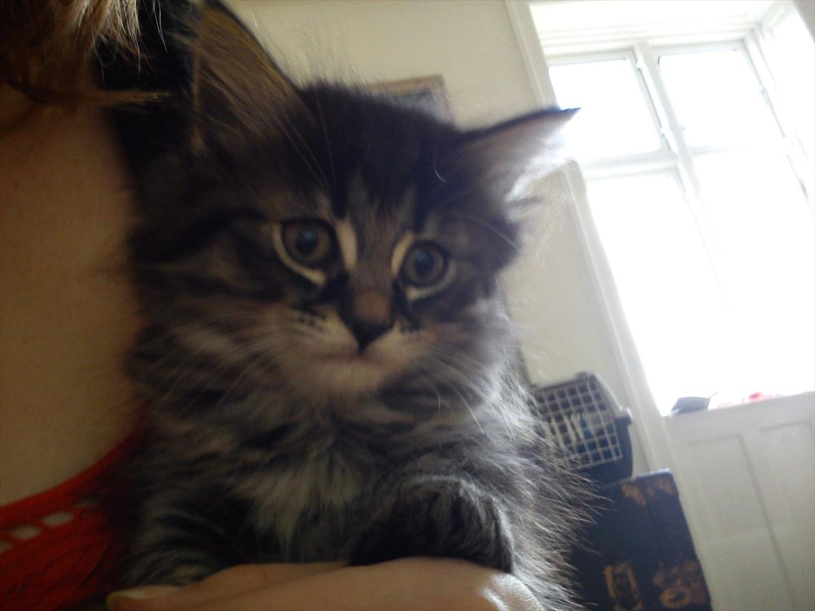 Blanding af racer Mille - Her er hun omkring 8-10 uger gammel og havde intet problem med at blive løftet billede 2