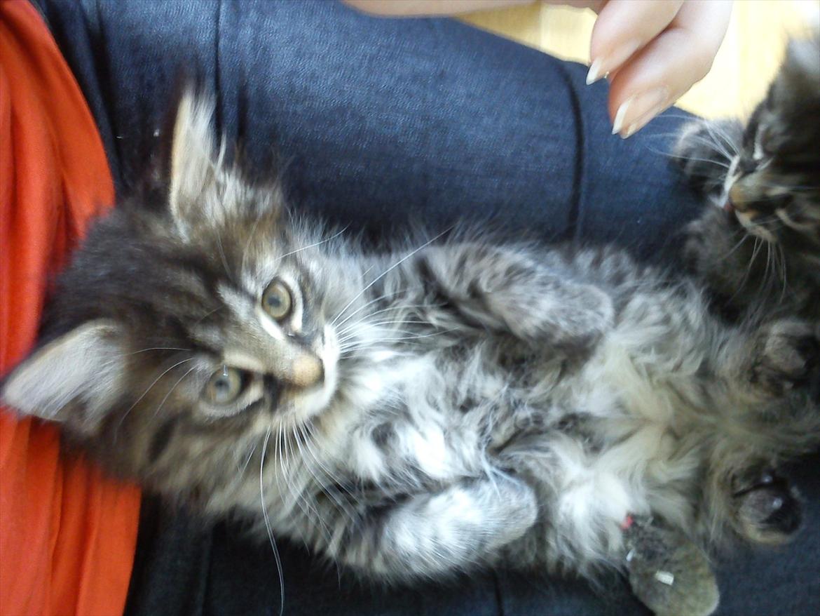 Blanding af racer Mille - Igen et billede hvor hun er 8-10 uger billede 4