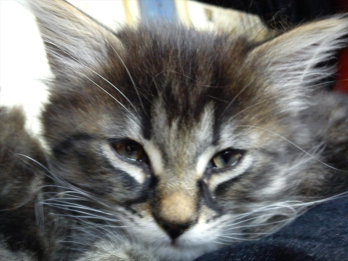 Blanding af racer Mille - Her kan man rigtig se de flotte tegninger hun har i ansigtet billede 5