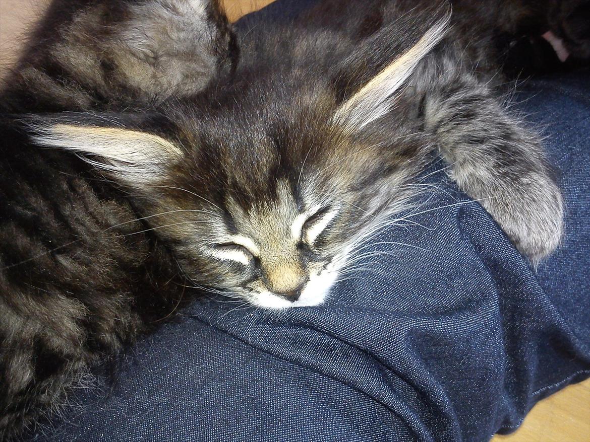 Blanding af racer Mille billede 6