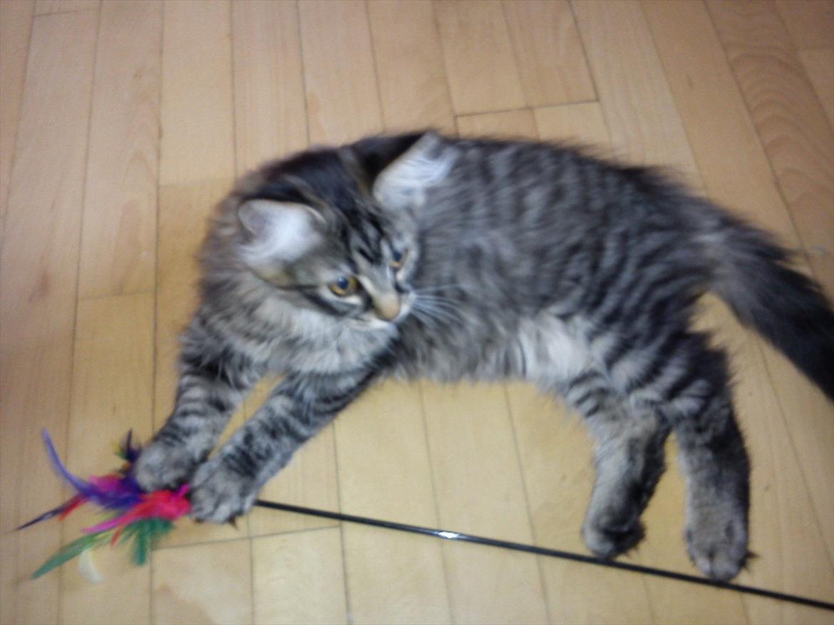 Blanding af racer Mille - Yndlingslegetøjet der stadig kan bruges selvom hun fik flået alle fjerene ud inden der var gået 5 dage billede 7