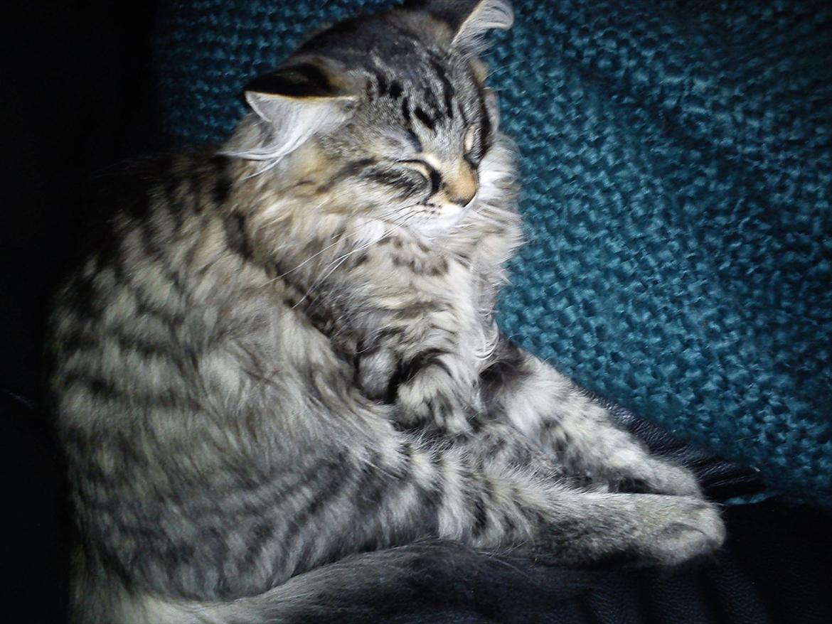 Blanding af racer Mille billede 8