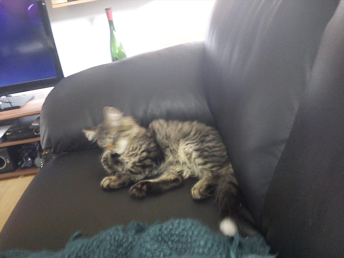 Blanding af racer Mille - Her kan man rigtig se den hvide halespids billede 9