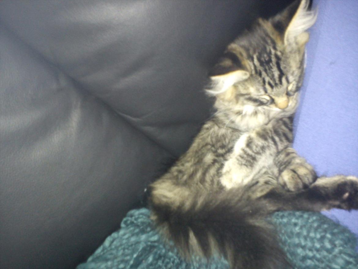 Blanding af racer Mille - Kan hun klemme sig ned, så gør hun det også ;) billede 10