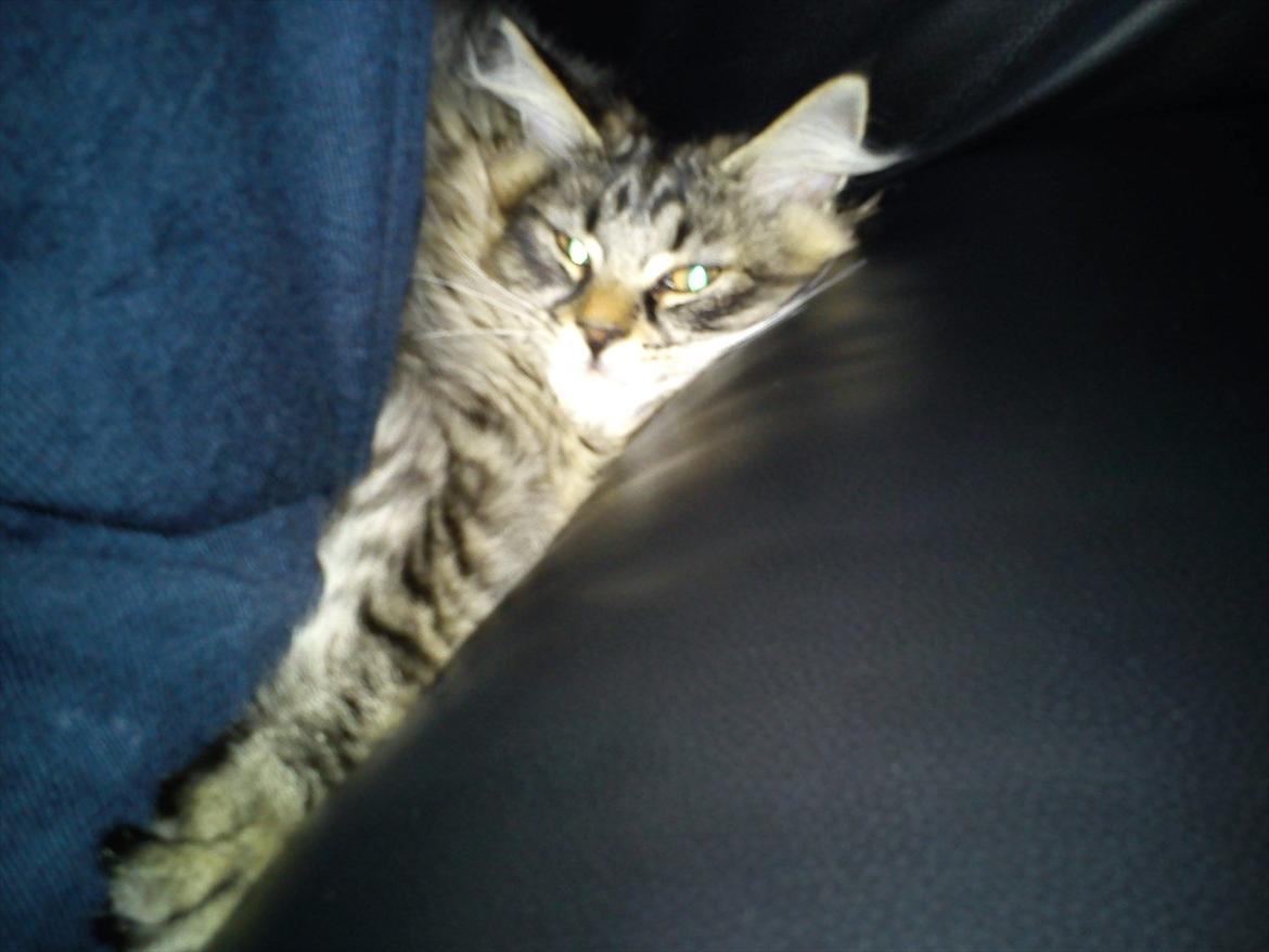 Blanding af racer Mille - Endnu et eksempel på at ser der ud som om der ikke er plads, så skal det lige testes om ikke man godt kan være der alligevel billede 11