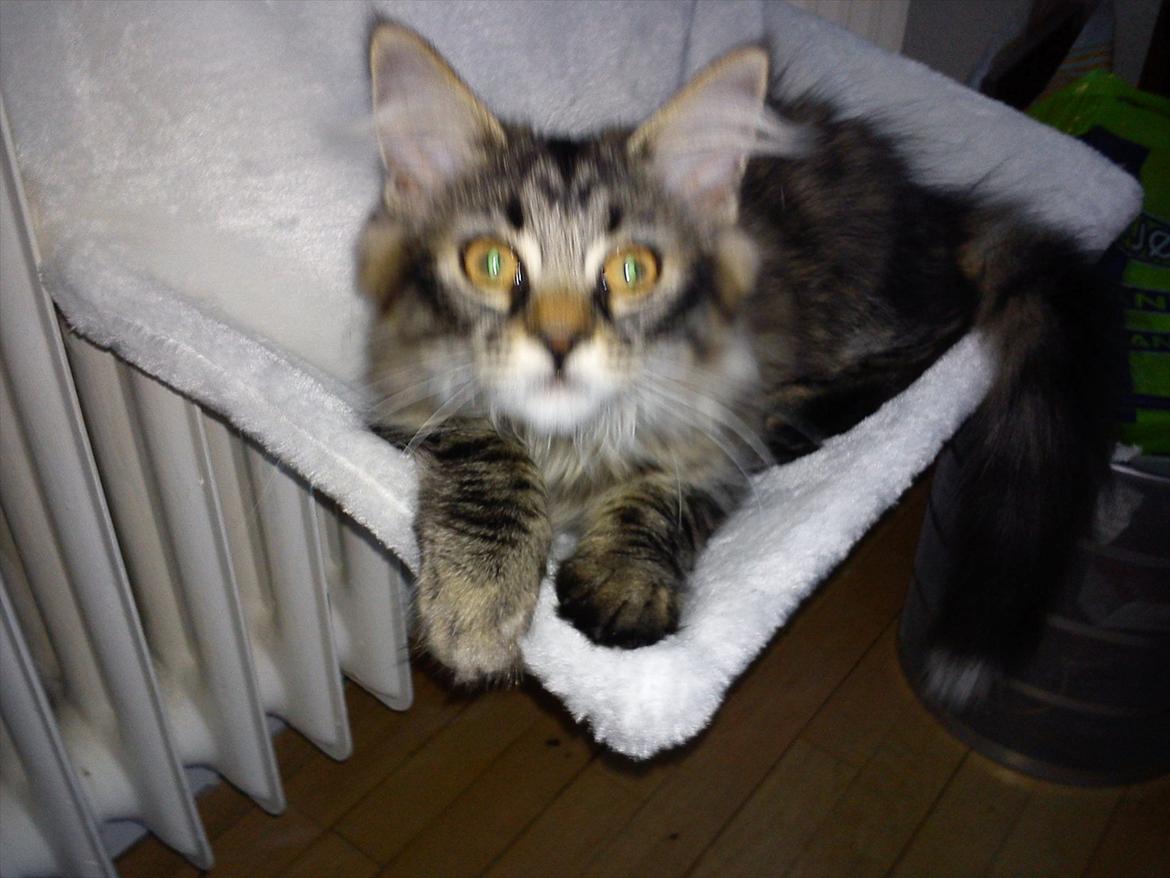 Blanding af racer Mille - Meget nysgerrig efter hvad det er jeg har i hænderne billede 12