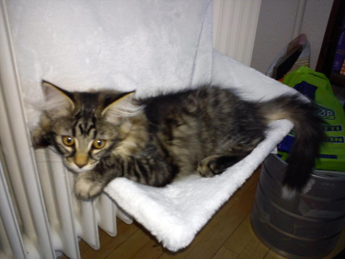 Blanding af racer Mille - radiatorsengen er god at ligge i og holde øje med det hele, eller krølle sig sammen og sove i :) billede 13