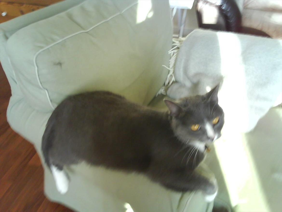 Huskat valde billede 8