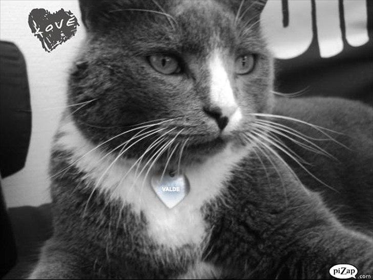 Huskat valde billede 10