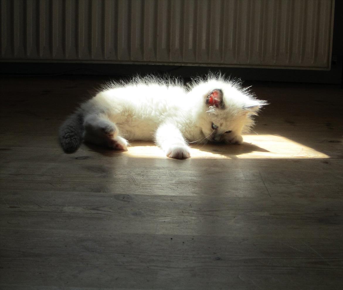 Ragdoll DK Lille Musse's Daredevil  aka Devil - Så smuk 7 uger billede 18