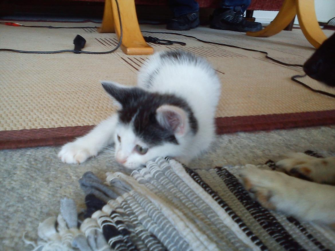 Huskat Laban (Labse) rip  - 8 uger gammel billede 11