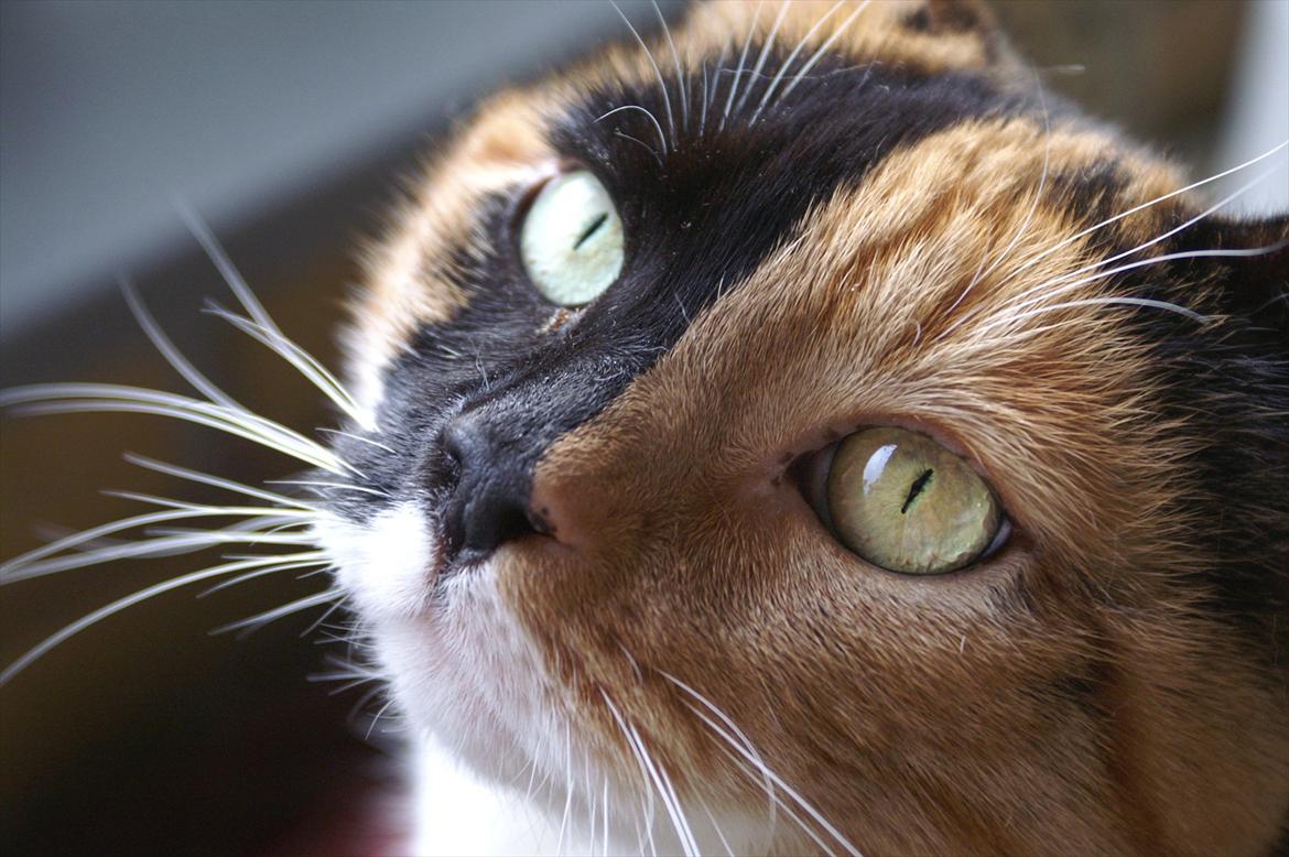 Huskat Lea - Hej misser. ♥ billede 15