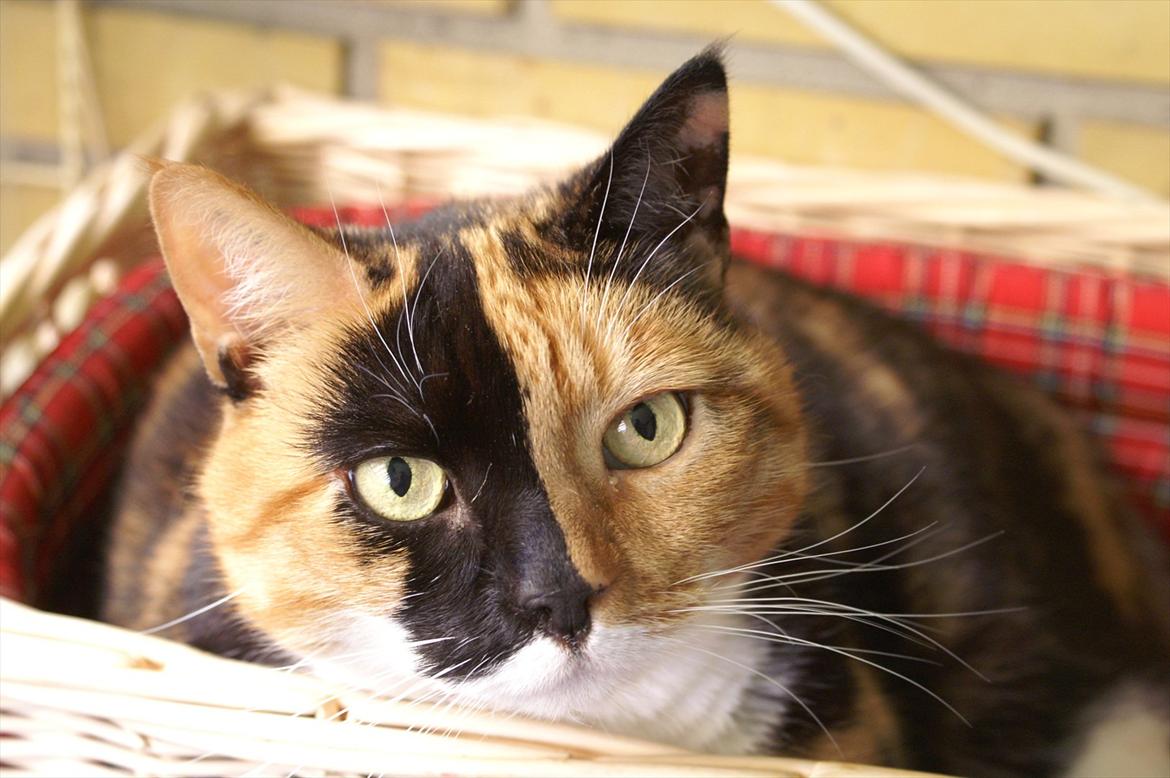 Huskat Lea - Min skønneste kat i sin kurv. ♥ billede 11