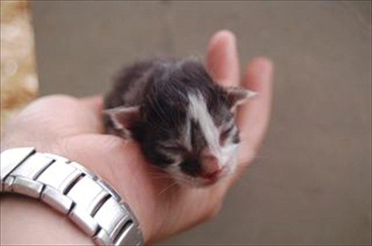 Maine Coon Krammedyret Yankie Bar billede 18