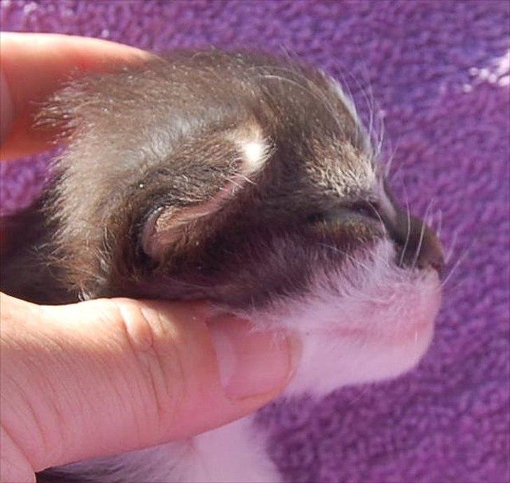 Maine Coon Krammedyret Yankie Bar billede 17