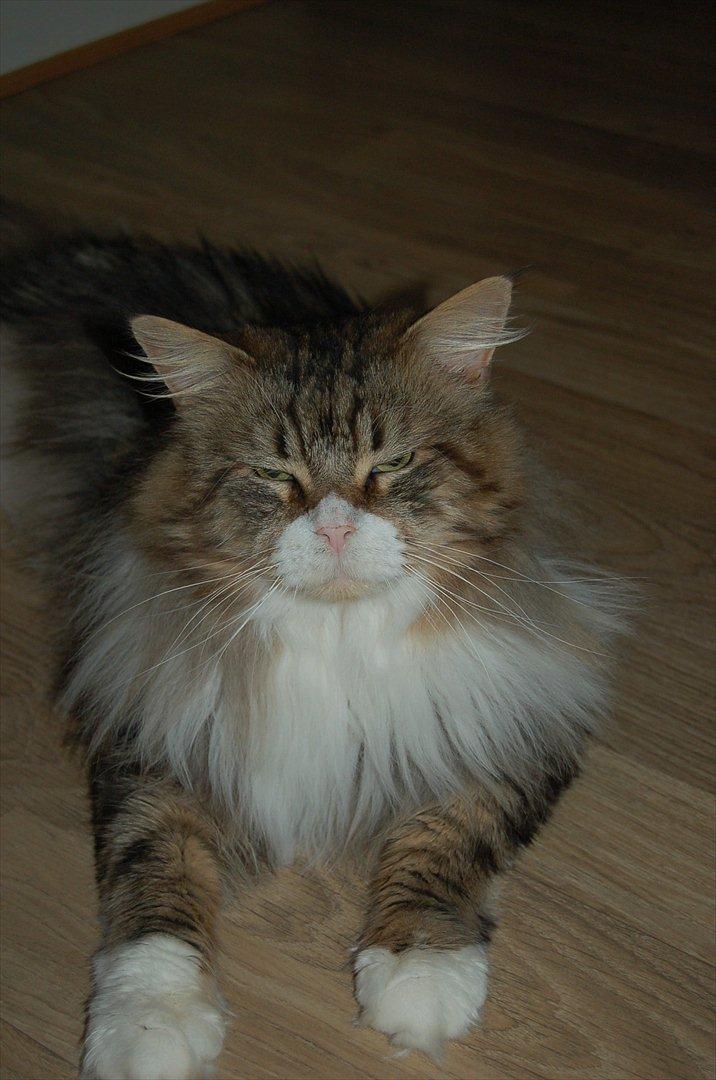Maine Coon Krammedyret Yankie Bar - Yankies smukke far billede 19