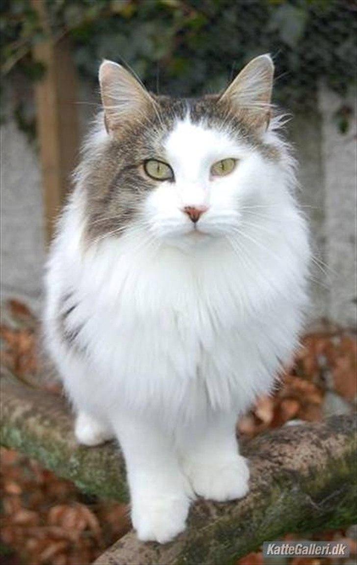 Maine Coon Krammedyret Yankie Bar - Yankies lækre mor  billede 20