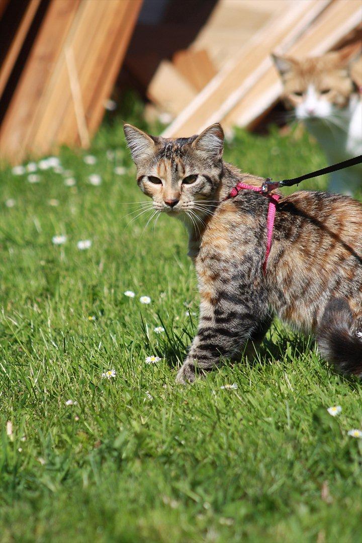 Blanding af racer Tøsen billede 4