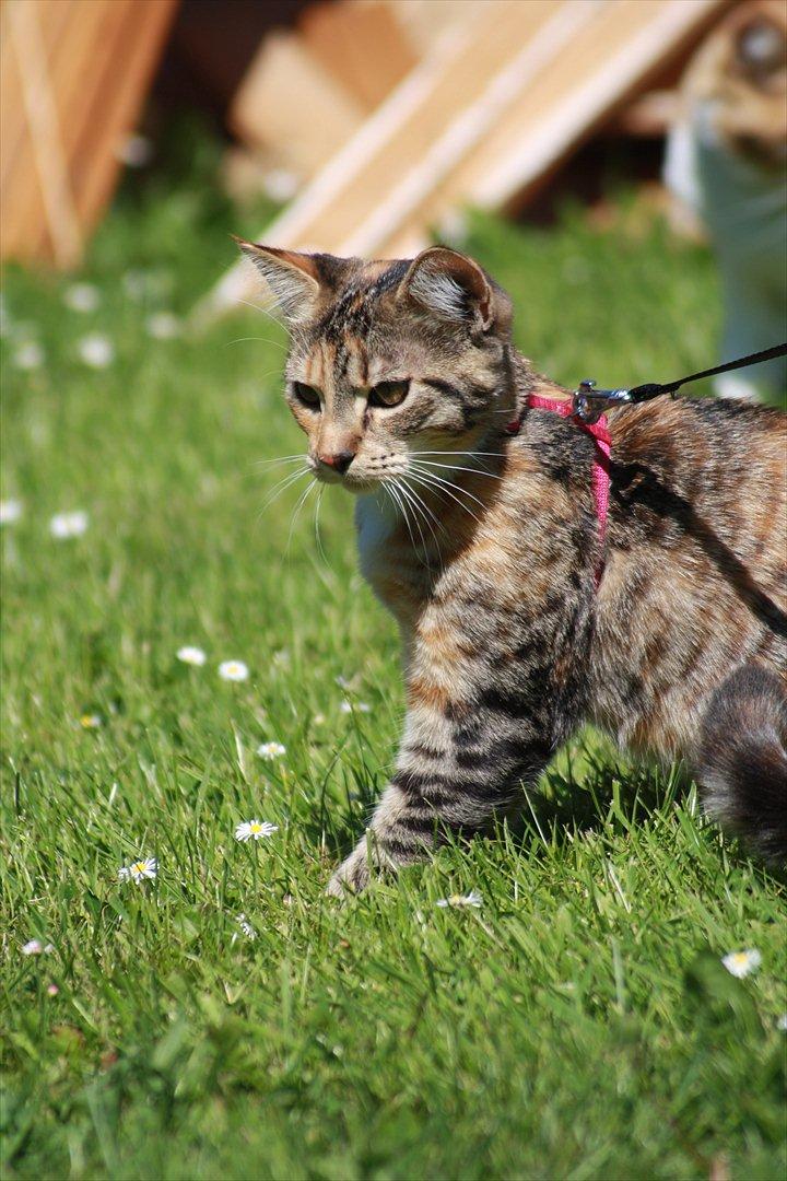 Blanding af racer Tøsen billede 5