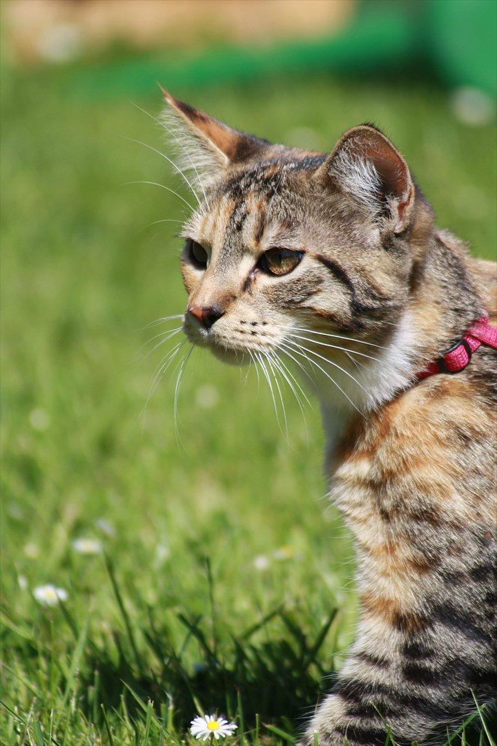 Blanding af racer Tøsen billede 7