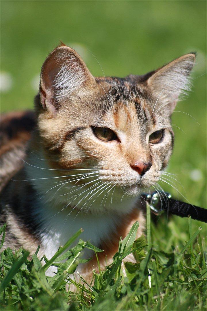 Blanding af racer Tøsen billede 8