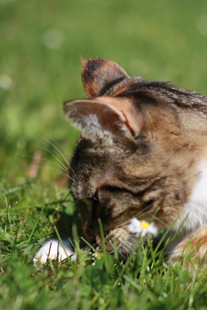 Blanding af racer Tøsen billede 11