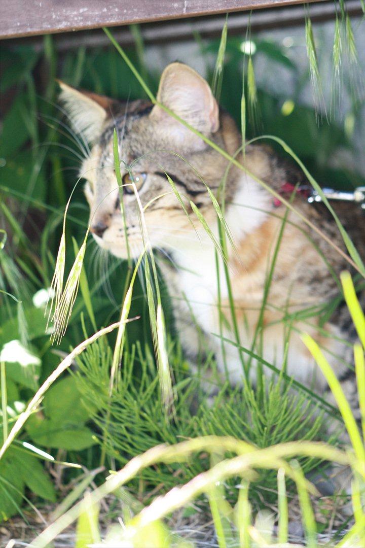 Blanding af racer Tøsen billede 12