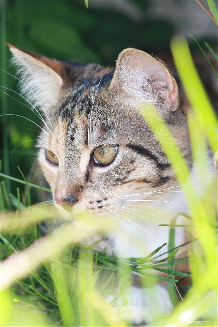Blanding af racer Tøsen billede 13