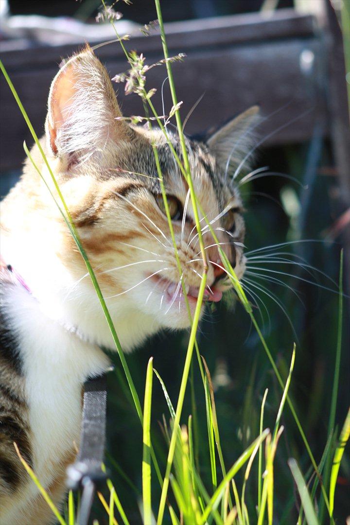 Blanding af racer Tøsen billede 16
