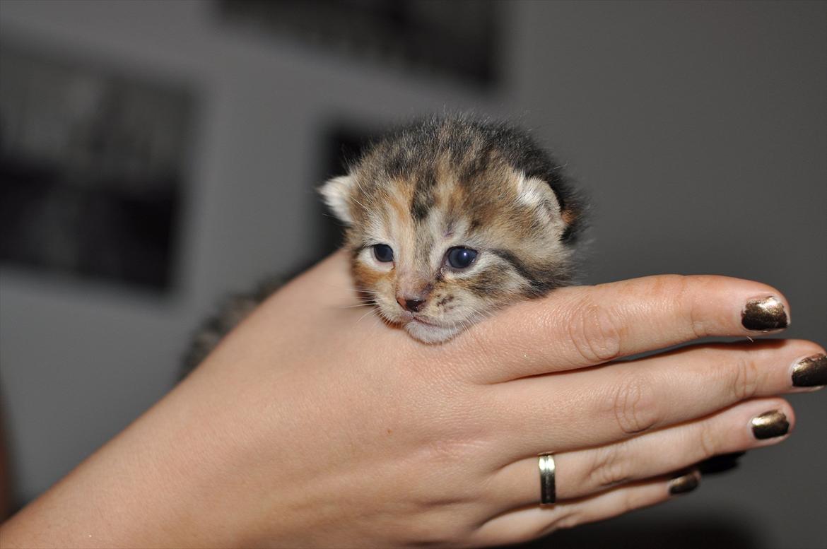 Blanding af racer Tøsen billede 17