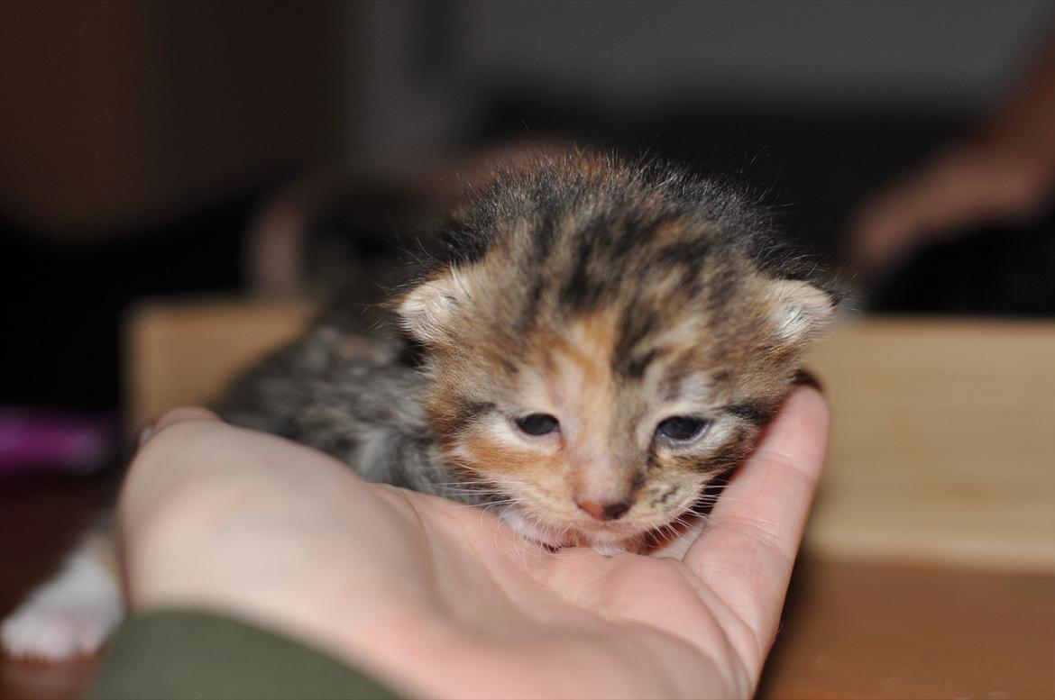 Blanding af racer Tøsen billede 19