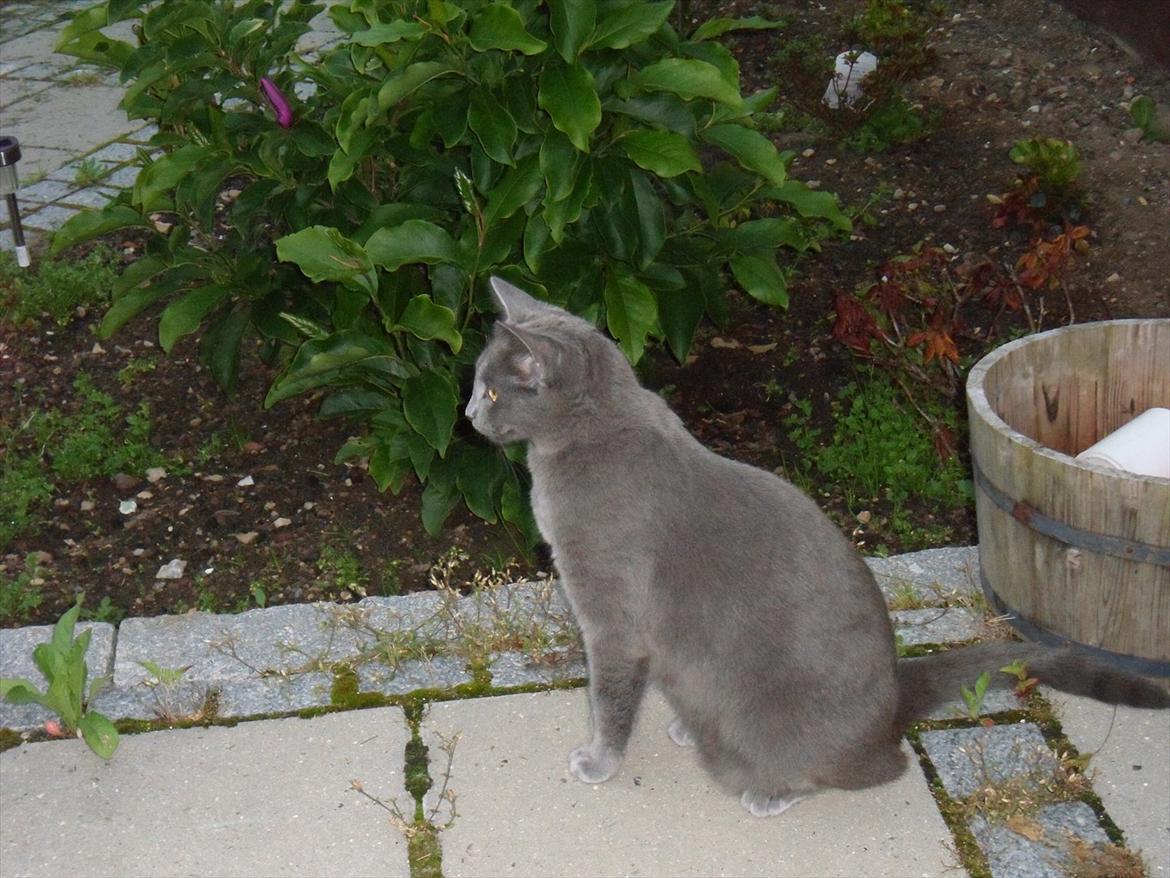 Huskat Mille billede 17