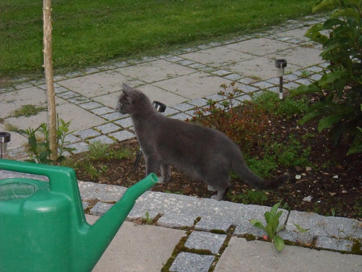 Huskat Mille billede 18