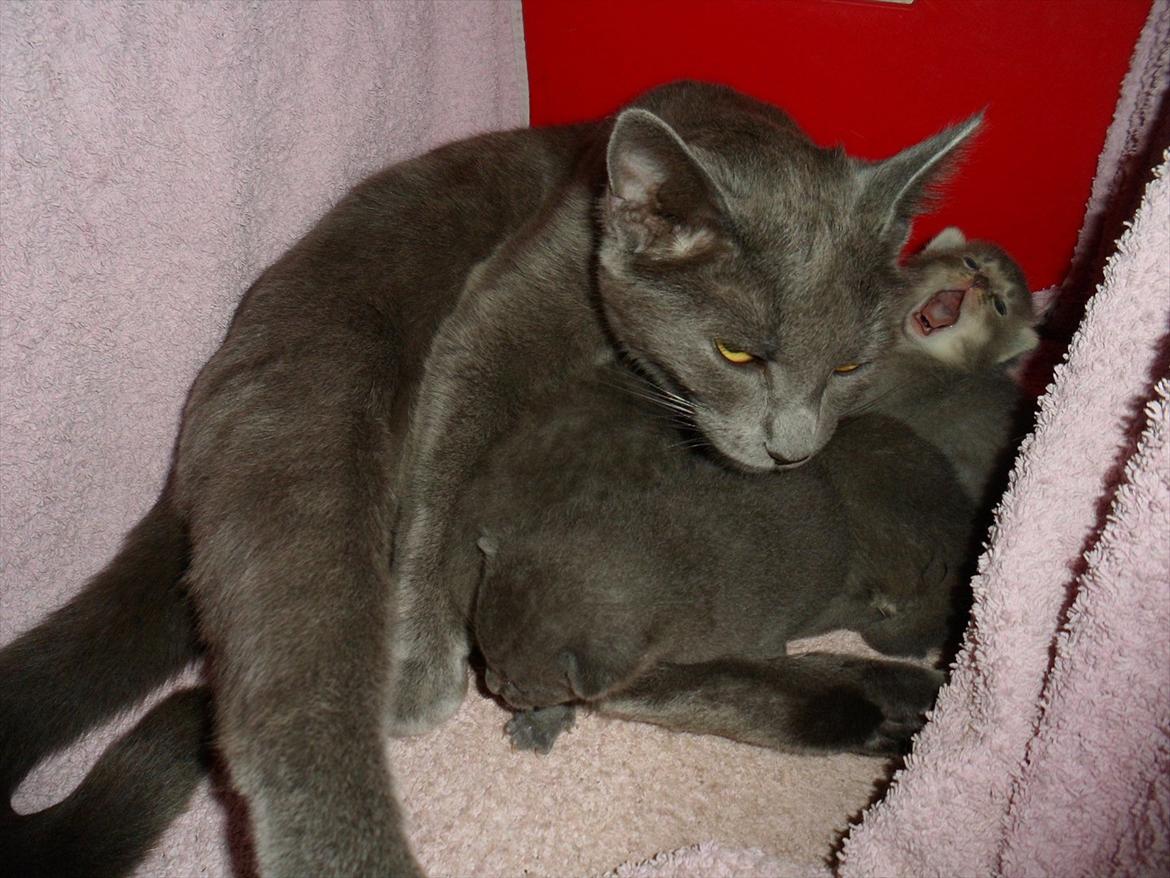 Huskat Mille billede 19