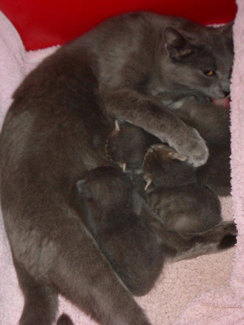 Huskat Mille billede 20