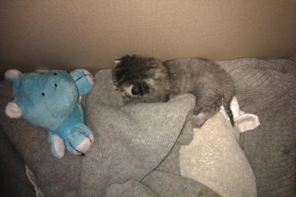 Huskat Bodil - Jeg kan ikke undvære min tøjbamse. Den er mit et og alt.  billede 2